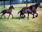 Fries merrie veulens, Merrie, Minder dan 160 cm, Niet van toepassing, 0 tot 2 jaar