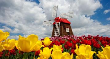 Diamond Painting molen tulpen 30x20cm beschikbaar voor biedingen