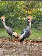 Kroonkraan vogels., Meerdere dieren, Overige soorten