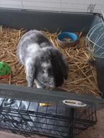 Lief mini lopje hangoor te koop, Dieren en Toebehoren, Konijnen, Vrouwelijk, Hangoor, 0 tot 2 jaar