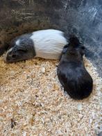 Cavia’s, Dieren en Toebehoren, Knaagdieren, Cavia, Mannelijk, Juli, Tam