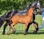 Stalling/opfok plek aangeboden, Dieren en Toebehoren, Stalling en Weidegang