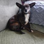 Chihuahua kruising., Dieren en Toebehoren, Overige rassen, Teef, Eén hond, 3 tot 5 jaar