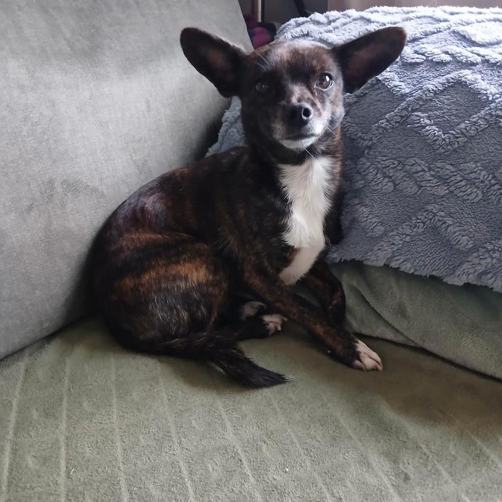 Chihuahua kruising., Dieren en Toebehoren, Honden | Herdershonden en Veedrijvers, Teef, Overige rassen, Particulier, Eén hond