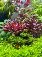 Aquarium plantenpakket mix van verschillende planten, Ophalen, Zo goed als nieuw, Plant(en), Steen of Hout