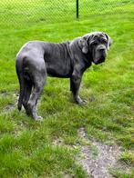 mastino napoletano reu bijna 9 maand, Dieren en Toebehoren, 15 weken tot 1 jaar, CDV (hondenziekte), Meerdere, Nederland