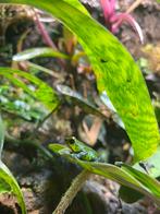 Oophaga pumilio punta laurel 1.2.0, Dieren en Toebehoren, Amfibie, 0 tot 2 jaar