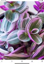 Tradescantia Nanouk  driekleurige kamerplant,, Ophalen, In pot, Halfschaduw, Minder dan 100 cm