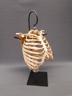 Skelet mens anatomisch model, Ophalen of Verzenden