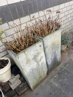 GRATIS -> Grote hortensia (wit) 2x, Ophalen, Kunststof, Gebruikt, Vierkant