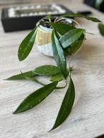 Hoya pubicalyx splash, Huis en Inrichting, Kamerplanten, Ophalen of Verzenden, In pot, Halfschaduw, Minder dan 100 cm