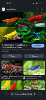 Gezocht, Neocaridina garnalen, Dieren en Toebehoren, Kreeft, Krab of Garnaal, Zoetwatervis