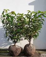 Portugese laurier kluit/pot Prunus lusitanica Angustifolia, Ophalen, Laurier, Haag, Minder dan 100 cm