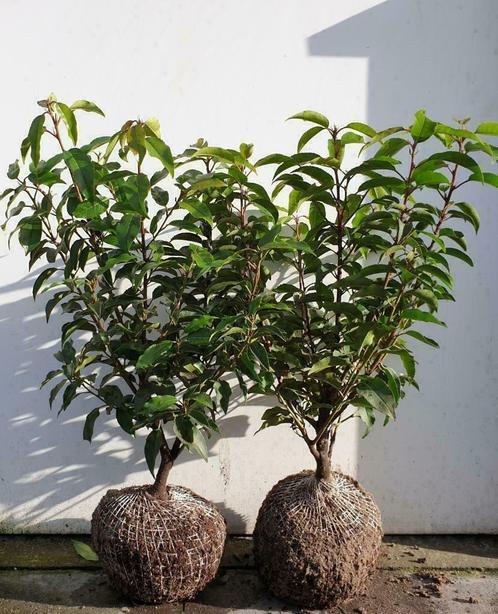 Portugese laurier kluit/pot Prunus lusitanica Angustifolia, Tuin en Terras, Planten | Struiken en Hagen, Haag, Laurier, Minder dan 100 cm