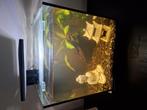 Aquarium met alles erbij, Dieren en Toebehoren, Vissen | Aquaria en Toebehoren, Ophalen, Zo goed als nieuw, Gevuld zoetwateraquarium