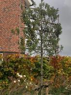 Boom Quercus ilex (Steeneik), Bloeit niet, Leiboom, 100 tot 250 cm, Ophalen