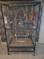 Valkparkiet met kooi, Dieren en Toebehoren, Mannelijk, Parkiet, Tam