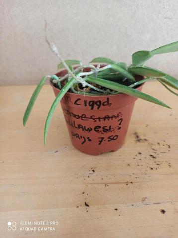 hoya Sulawesi ?? potmaat 8.5 nummer C199d beschikbaar voor biedingen