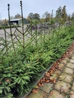 Kerstbomen fijnspar, Overige soorten, 100 tot 250 cm, Zomer, Ophalen