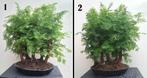2 Watercipres - Metaseqouia Bonsai Forest (bosje 5 stuks), Bloeit niet, Halfschaduw, Overige soorten, Minder dan 100 cm