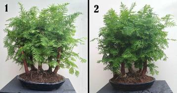 2 Watercipres - Metaseqouia Bonsai Forest (bosje 5 stuks) beschikbaar voor biedingen