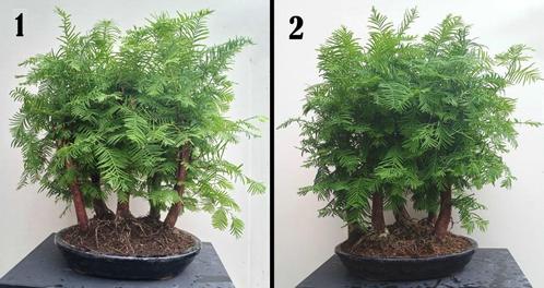 2 Watercipres - Metaseqouia Bonsai Forest (bosje 5 stuks), Tuin en Terras, Planten | Bomen, Overige soorten, Minder dan 100 cm