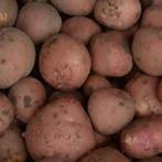 Aardappelen Bildtstar, Ophalen of Verzenden