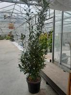 laurier  prunus caucasica, Tuin en Terras, Planten | Struiken en Hagen, Laurier, Ophalen