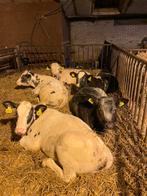 6 BB kalveren 4 maand, Dieren en Toebehoren, Runderen, Vrouwelijk