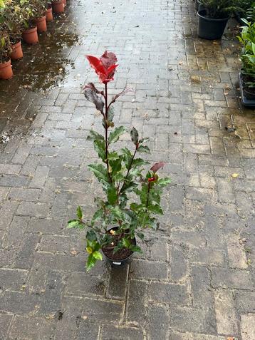 Krul Red Robin - Fotinia Fraseri beschikbaar voor biedingen