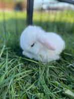 🐰 Minilop rammetje BEW nog beschikbaar 💙, Dieren en Toebehoren, Konijnen, Meerdere dieren, Dwerg, Hangoor, 0 tot 2 jaar