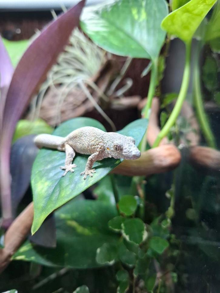 Kameleongekko eurydactylodes occidentalis 1.0