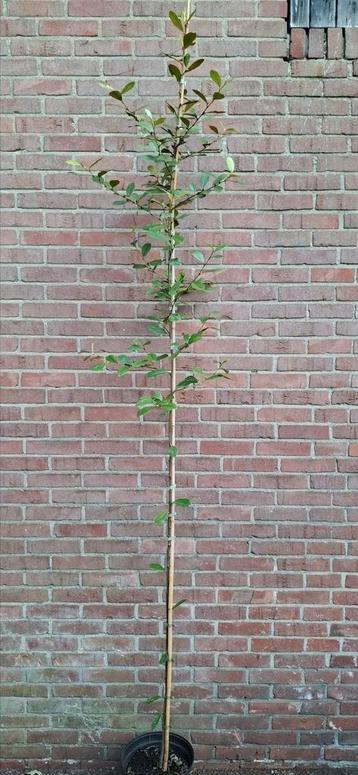 Magnolia 'fairy honey velvet' beschikbaar voor biedingen