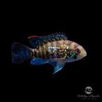 Blauwe acara pulchers, Vis