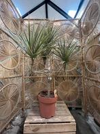 Dracaena – vertakte drakenboom 120cm, Ophalen, Halfschaduw, Minder dan 100 cm