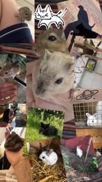 Oppas voor knaagdieren vogels/honden/katten in Ravenstein, Dieren en Toebehoren, Ophalen