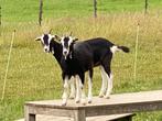 Jonge toggenburger geiten en bokken, Dieren en Toebehoren, Schapen, Geiten en Varkens, Meerdere dieren, Geit, 0 tot 2 jaar