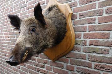 Prachtig groot opgezet wild zwijn op een schild beschikbaar voor biedingen