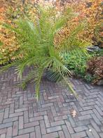 Palm., Ophalen, Bloeit niet, Overige soorten, Volle zon