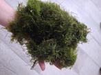 Java moss, 200 tot 2000 ml, Ophalen, Nieuw, Plant(en), Steen of Hout