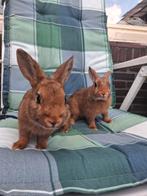 Lieve jonge konijntjes, Dieren en Toebehoren, Konijnen, Meerdere dieren, Dwerg