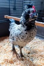 Faveroille kriel x Padua haantje, Dieren en Toebehoren, Pluimvee, Mannelijk, Kip
