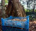 Opzoek naar takken en boomstammen, Tuin en Terras, Haardhout, Minder dan 3 m³, Ophalen of Verzenden