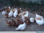 Witte Leghorn kippen., Dieren en Toebehoren, Pluimvee, Vrouwelijk, Kip
