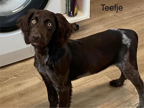Kleine munsterlander / heidewachtel, Dieren en Toebehoren, Honden | Retrievers, Spaniëls en Waterhonden, Meerdere dieren, Spaniël