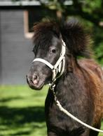Prachtige 4 jarige appaloosa merrie, Merrie, A pony (tot 1.17m), Recreatiepony, 3 tot 6 jaar