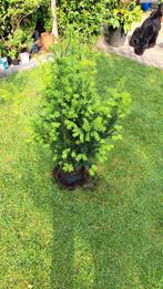 Taxus, Tuin en Terras, Vaste plant, Bloeit niet, Halfschaduw, Ophalen