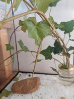 Volwassen Indische wandelende takken (8 stuks), PSG1, Wandelende tak