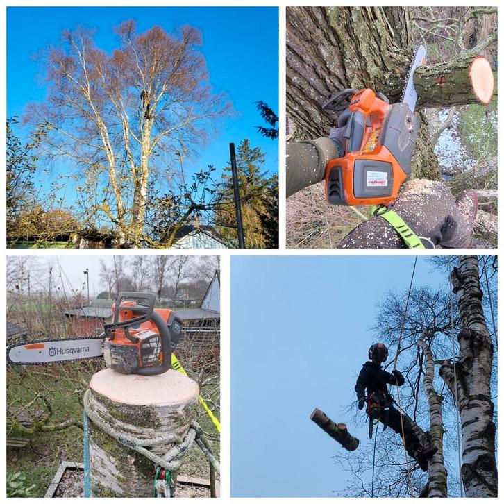 Boomverzorging. Bomen snoeien en verwijderen, en meer, Diensten en Vakmensen, Tuinmannen en Stratenmakers