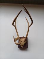 Vintage Rendiergewei uit Zweeds Lapland 1953, Ophalen